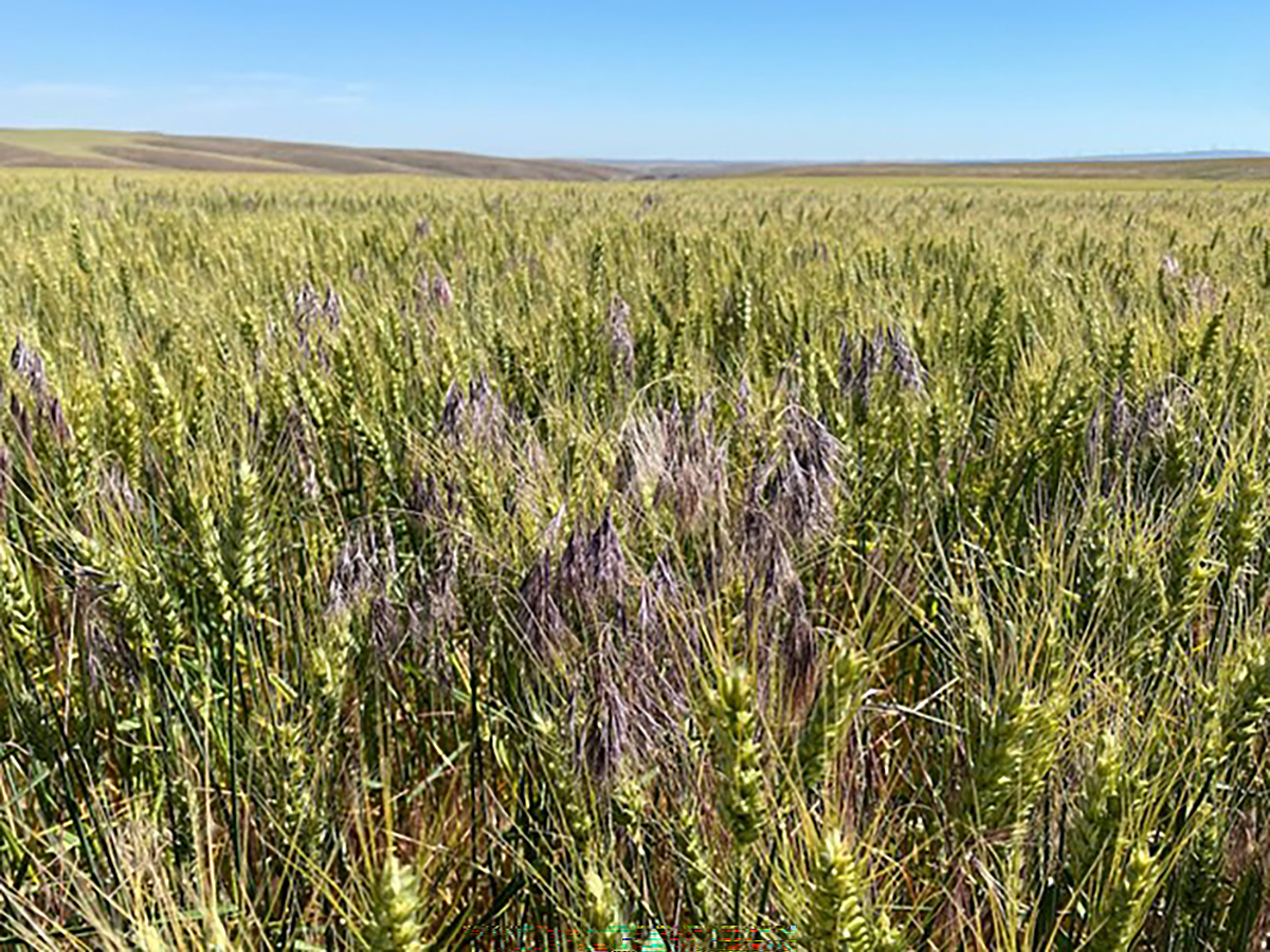 Downy brome infestation in a wheat field in Morrow County, Oregon. Photo by Victor Ribeiro. 
