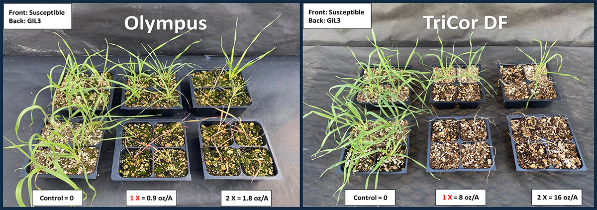 Figure 4. Multiple resistance to acetolactate (Group 2; Olympus) and photosystem II TriCor DF (Group 5; metribuzin) inhibitors in a downy brome population (GIL3). 