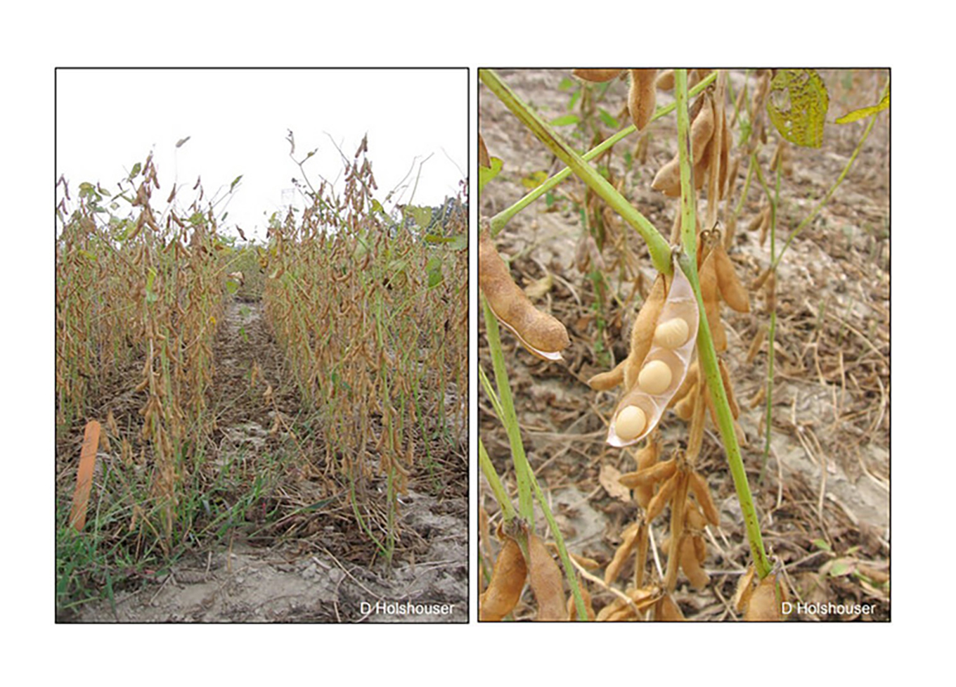 Example of green stem on fully developed soybean plants.