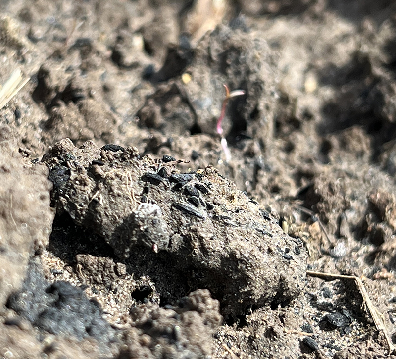 Close-up of biochar