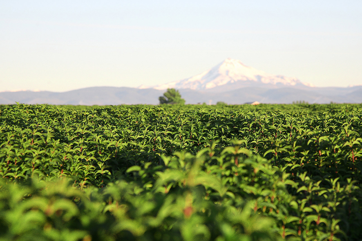 Photo courtesy of Flickr/Oregon Department of Agriculture.