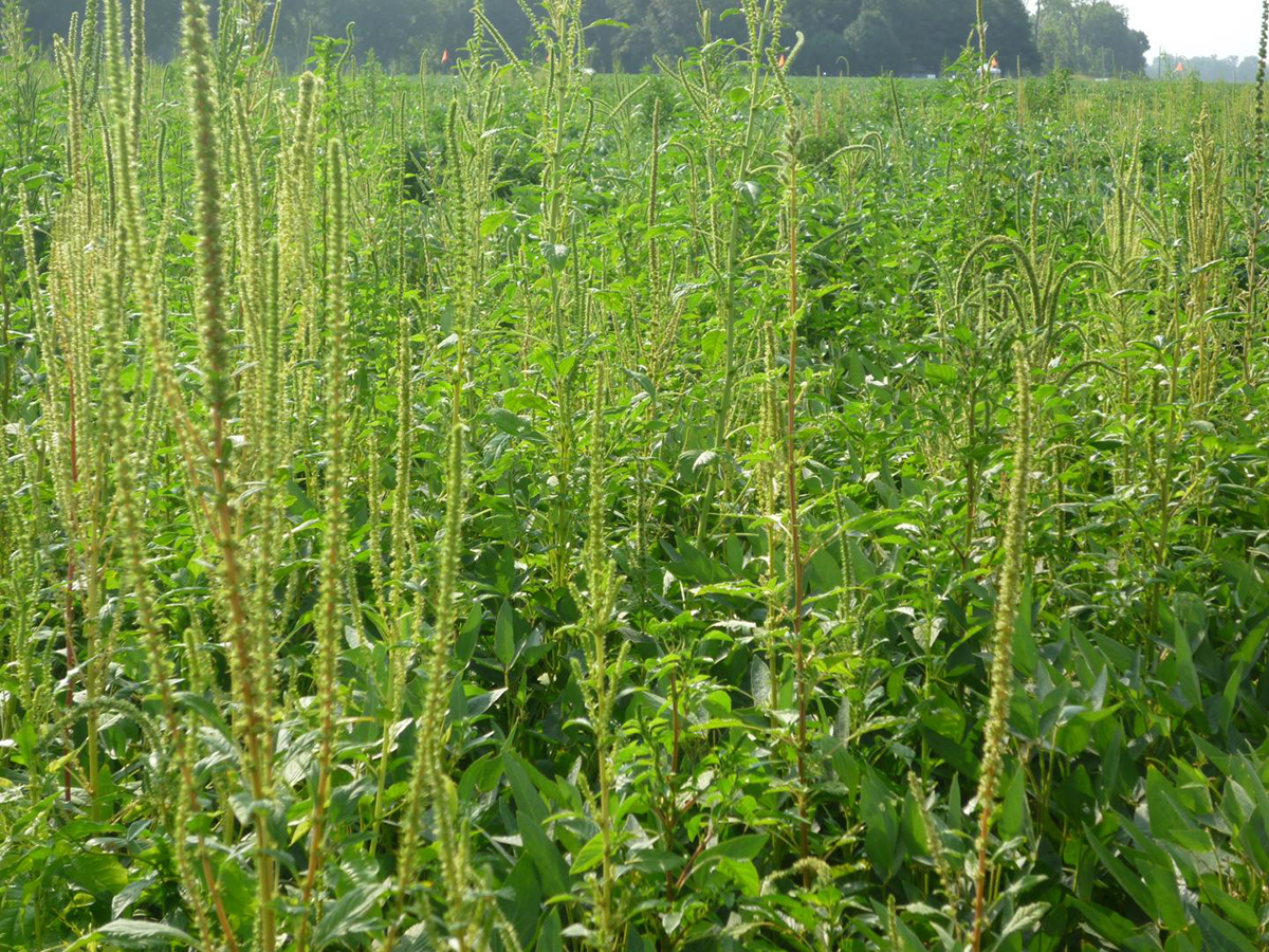 Waterhemp has become a driver weed for many soybean and corn herbicide programs in the Midwest. Photo by Pat Tranel, University of Illinois.