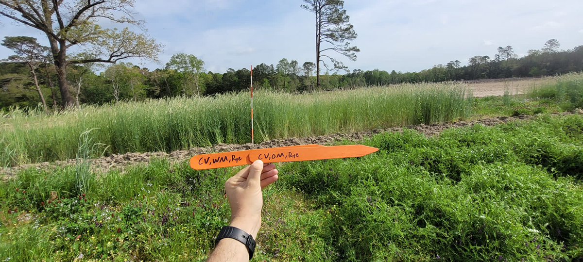 Cover crops