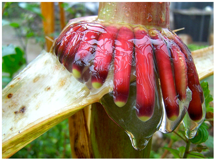 Sierra Mixe corn variety