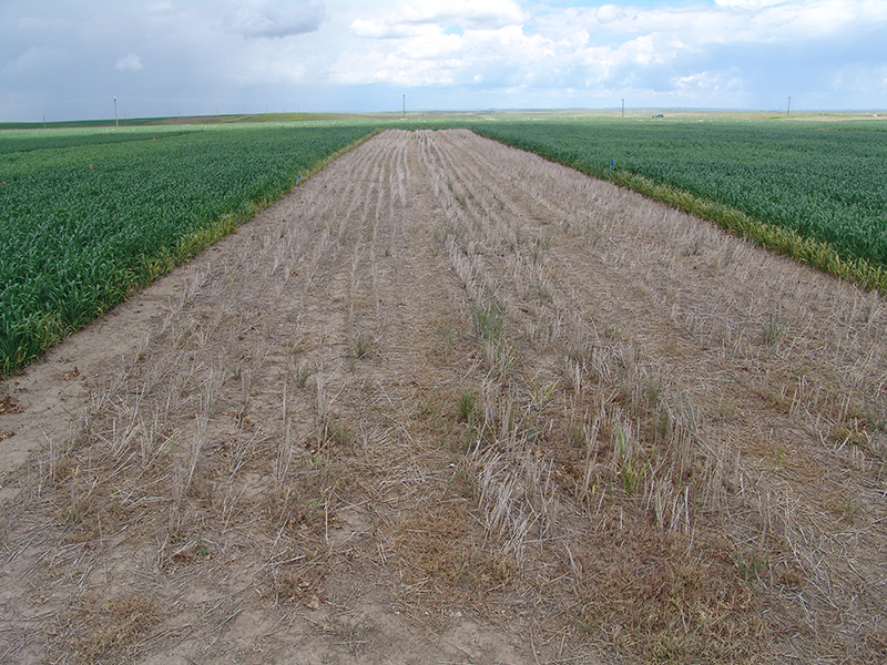 Fallow plot in long-term dryland cropping systems in Froid, MT