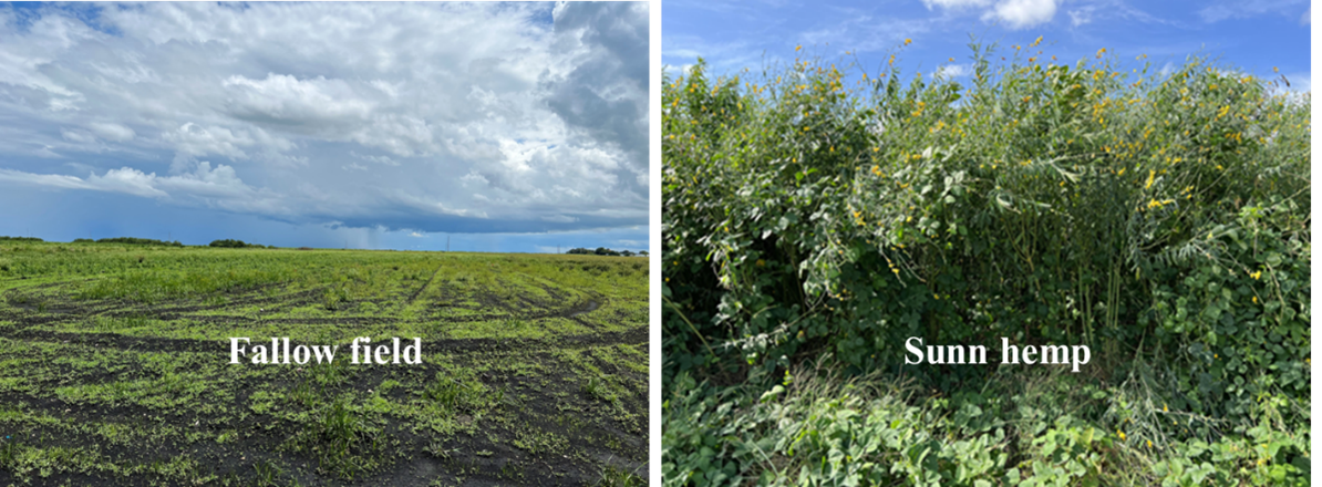 Figure 5. Fallow field and sunn hemp as cover crops for conserving organic soil within the EAA. Photos courtesy of Noel Manirakiza and Jehangir H. Bhadha, UF/IFAS.