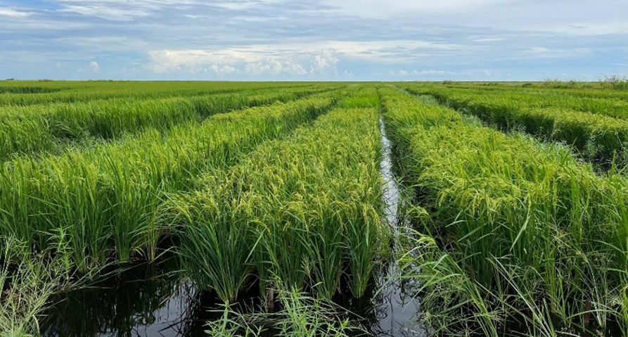 Figure 8. Rotating flooded rice during the sugarcane summer fallow period. Photo courtesy of Noel Manirakiza, UF/IFAS.