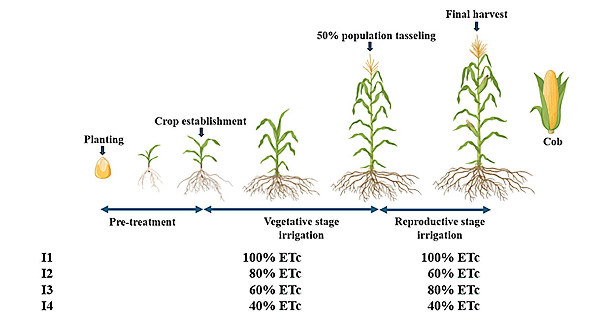 Figure 3. Growth stage-based irrigation management in sweet corn. Illustration by Arjun Kafle.