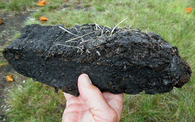 Peat has high water-holding capacity, can retain nutrients, and provides good aeration for root development.