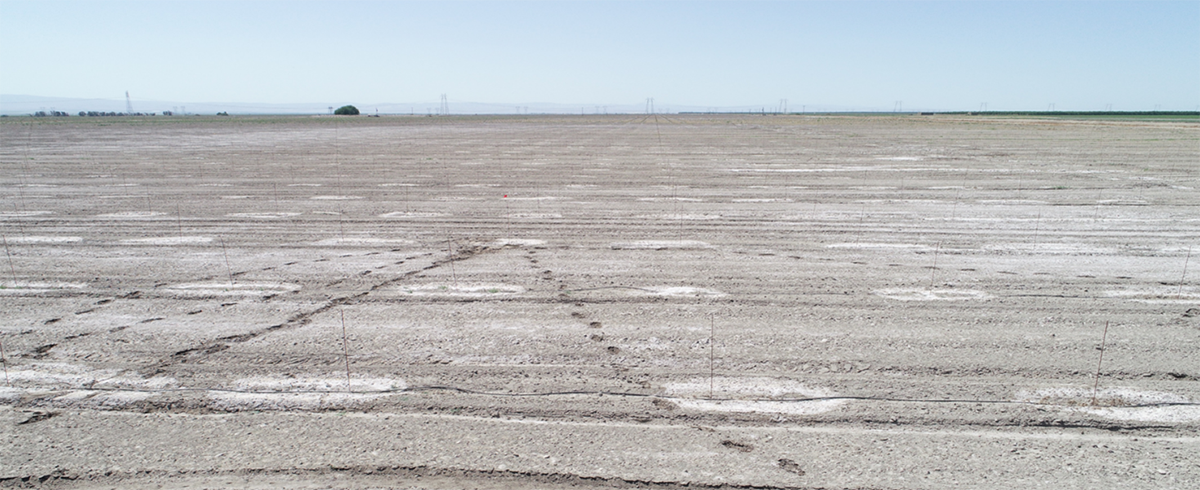 This photo shows salt buildup around new pistachio plants in the Kern Delta in California with salt levels at 50dS/m.
