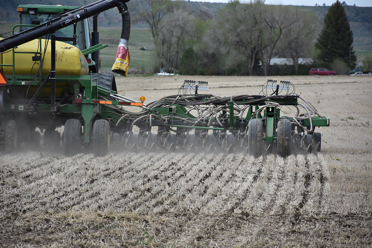 corn no-till planted into stubble