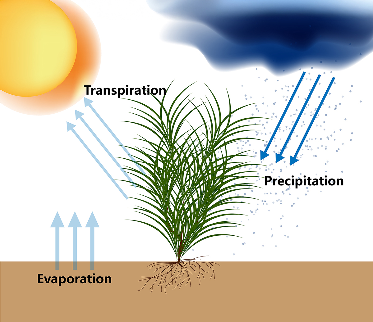 Quantifying crop water use, generally referred to as evapotranspiration, or ET, can be very important to agricultural water management. Illustration courtesy of USGS.