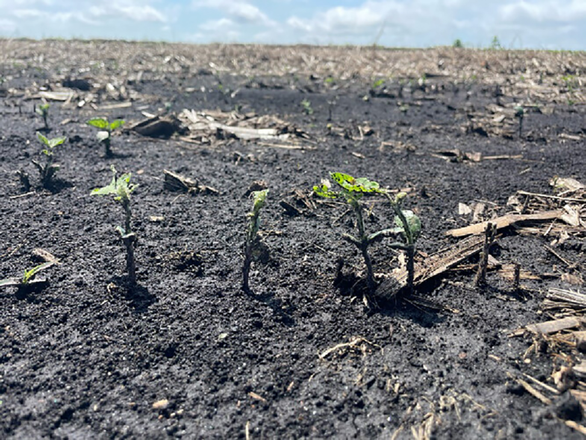 Early in the growing season, soybean plant poplulations may be reduced by a number of factors. This photo shows hail-damaged soybean.