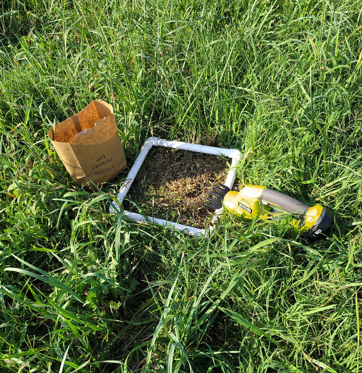 University of Tennessee researchers found that interseeding warm-season forages—especially crabgrass—into tall fescue can help overcome the “summer slump” by maintaining forage production when cool-season grasses slow down. 