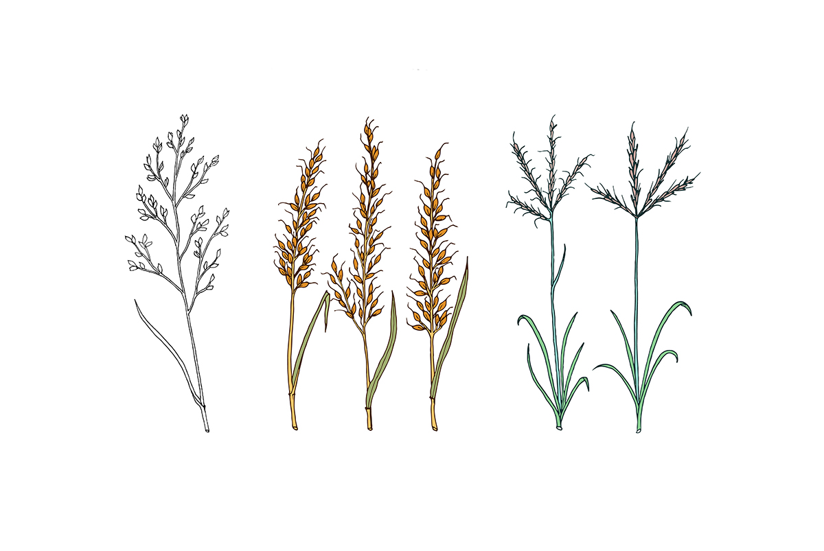 Establishment strategies for native warm-season grasses: Organic and conventional approaches