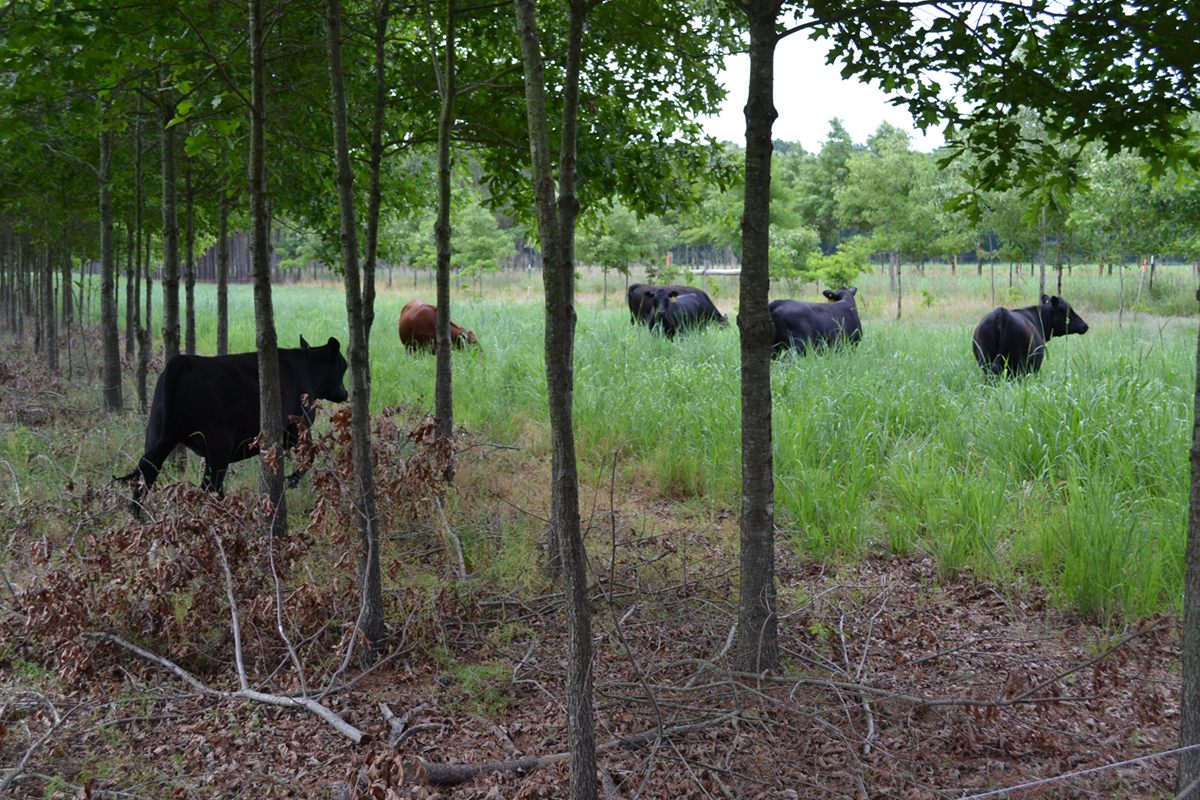 Land use and forage management impacts on soil carbon