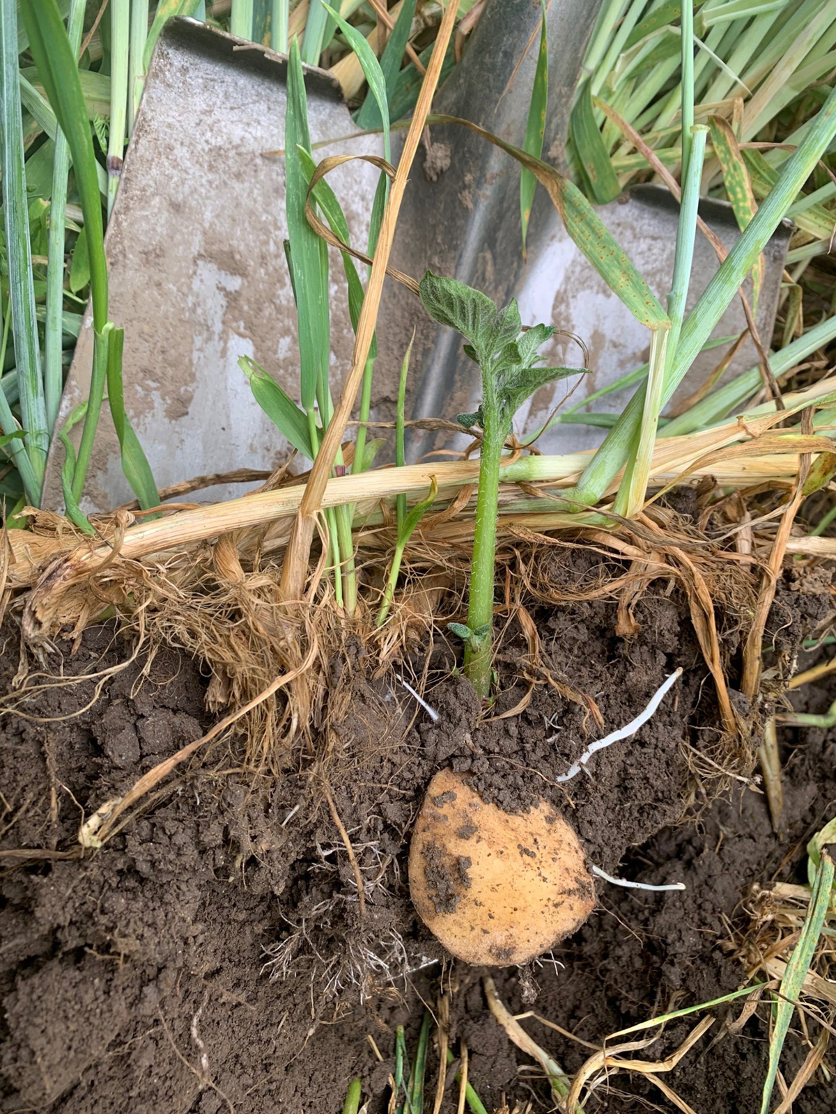 Potato developing under rye/hairy vetch cover crop. Photo courtesy of EFAO.