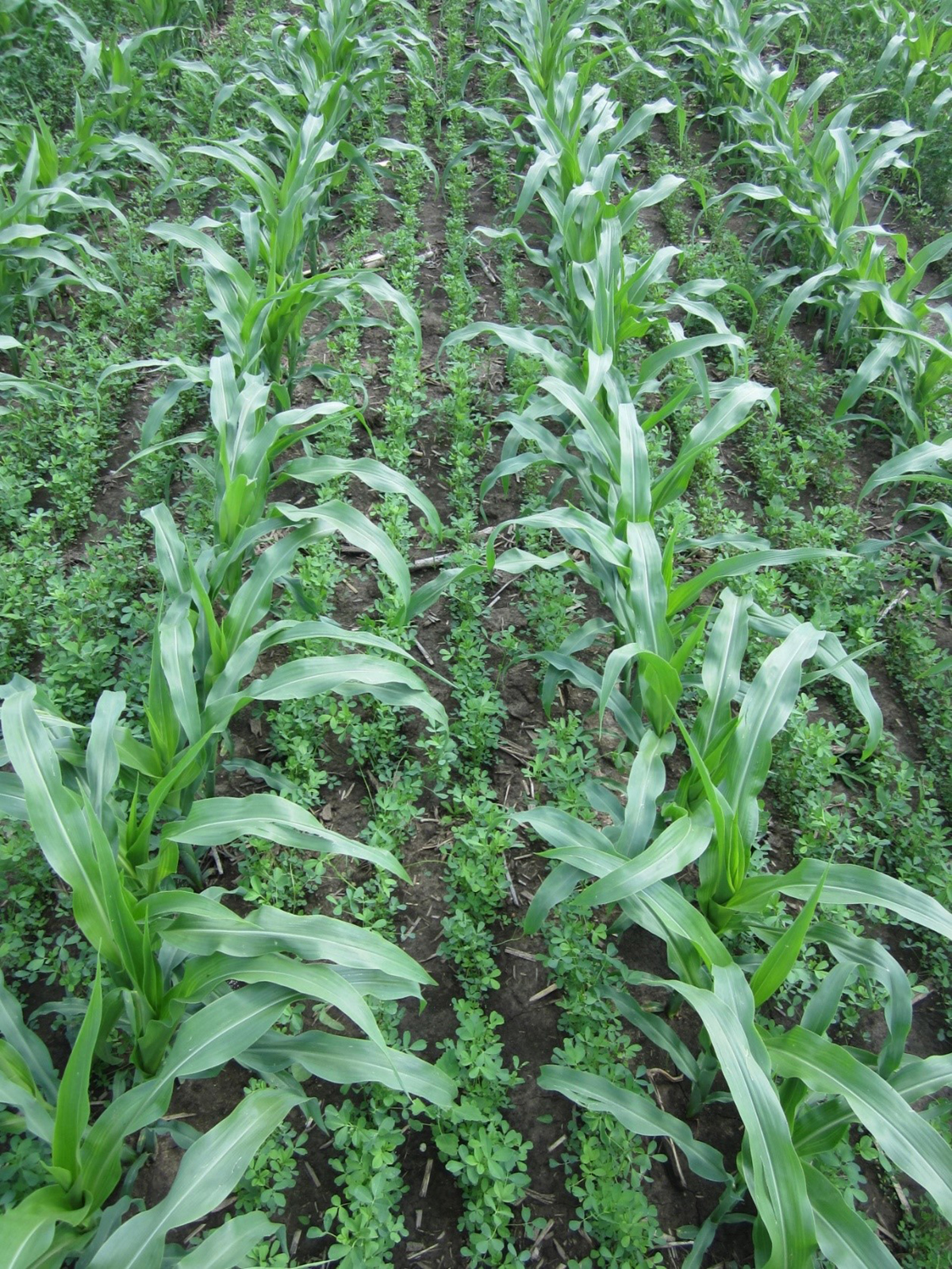 Photo not from the current study. Photo by Will Osterholz (originally published in CSA News magazine https://www.sciencesocieties.org/publications/csa-news/2020/october/interseeding-alfalfa-for-more-profitable-corn-silage).