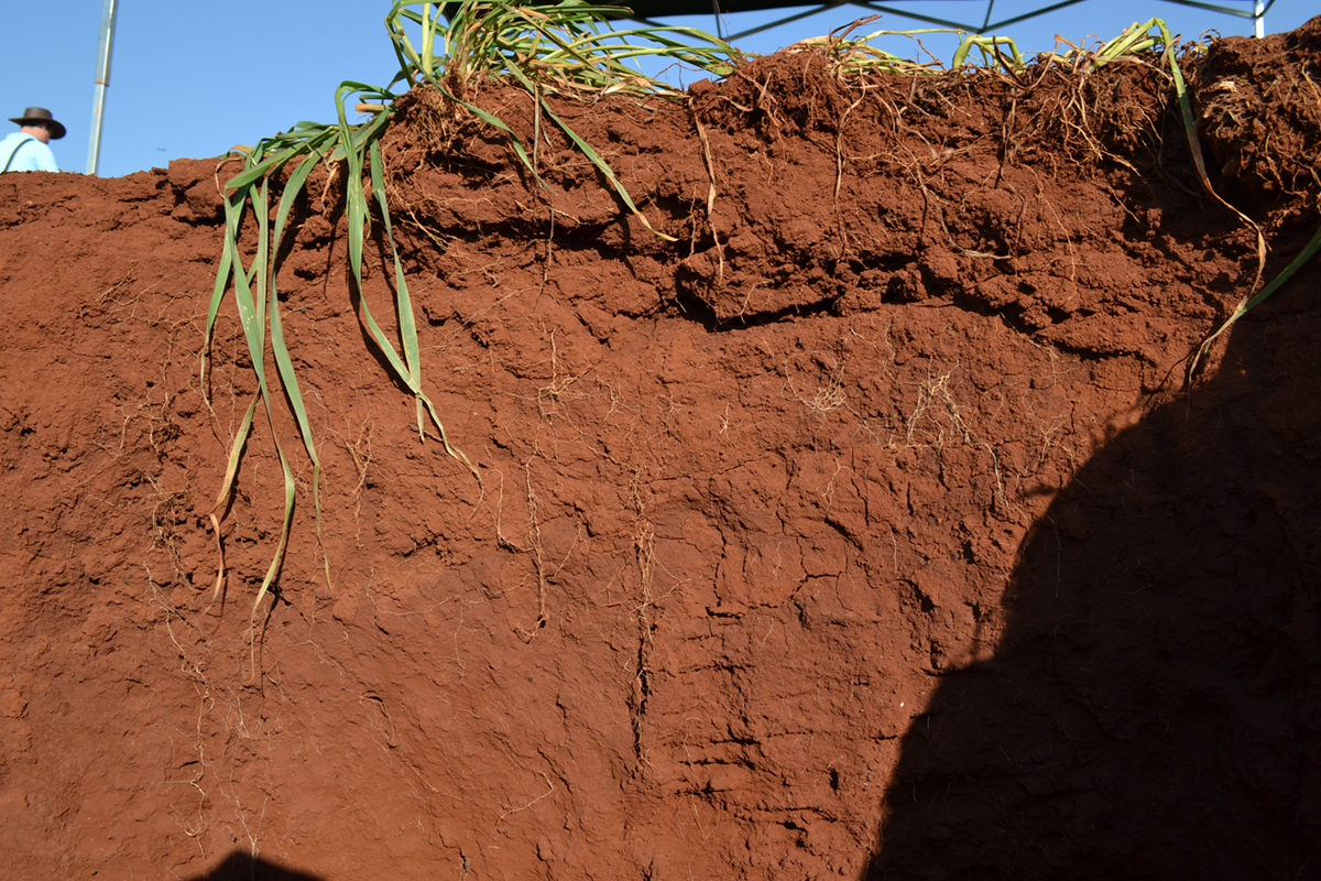 Soil carbon distinguished from pedogenesis and management