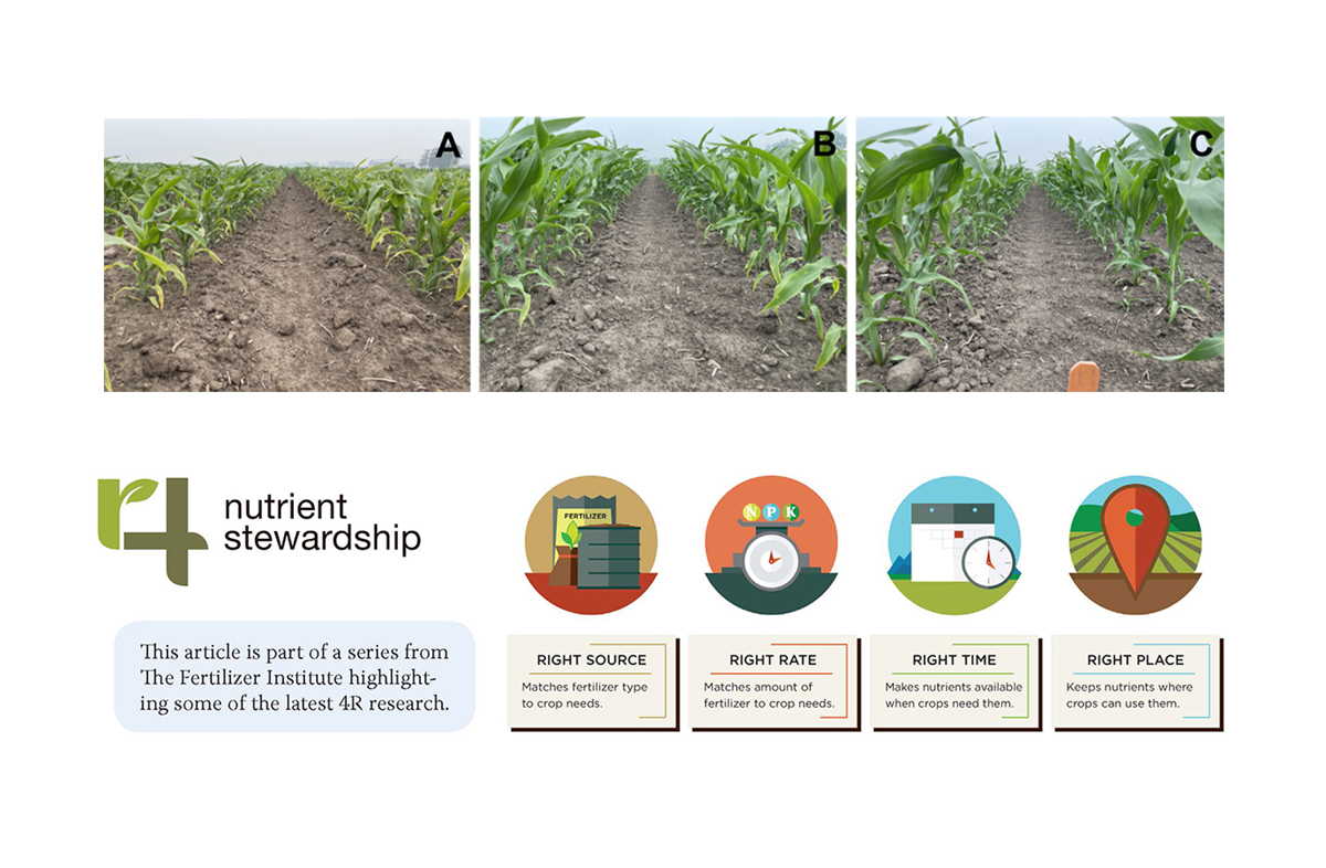 Examples of corn K deficiency across different soil test K levels (A = 76 ppm, B = 103 ppm, and C = 127 ppm). These images highlight the importance of building soil test K to critical concentrations and maintaining levels within the optimum range to reduce deficiency risk and the likelihood of yield response to fertilization.