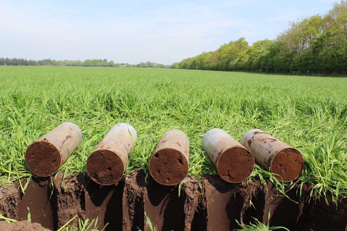 Soil organic matter and other soil properties influence the amount of nitrogen that becomes available to crops through mineralization. Measuring or estimating that contribution can help improve fertilizer recommendations. Photo by GEUS/Christian Albers.