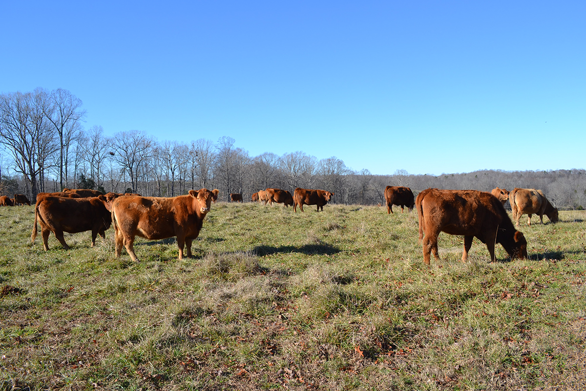 A herd of cattle stand in a grass field with trees lining the horizon.