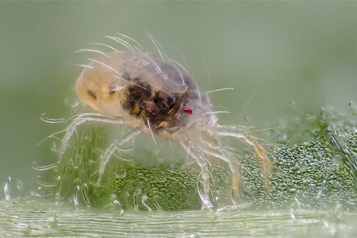 Spider mite (Tetranychus urticae). Photo courtesy of Flickr/Gilles San Martin. CC BY-SA 2.0. 