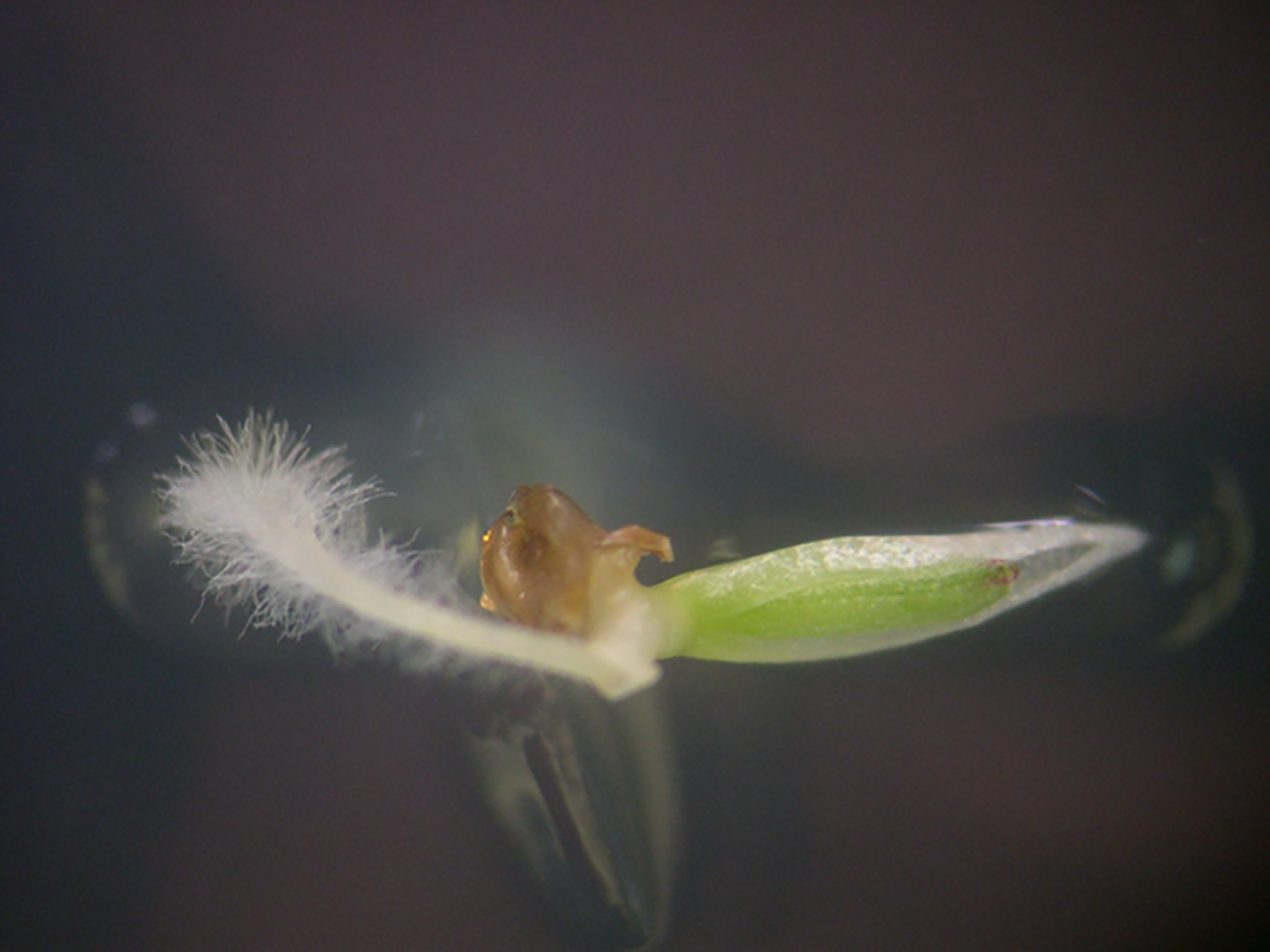 Embryo-rescue-derived interploid (polyploid × diploid) plantlet with radicle on a half strength Murashige and Skoog basal medium. Photo by Dr. Dennis Genovesi, Research Scientist, Texas A&M AgriLife Research.