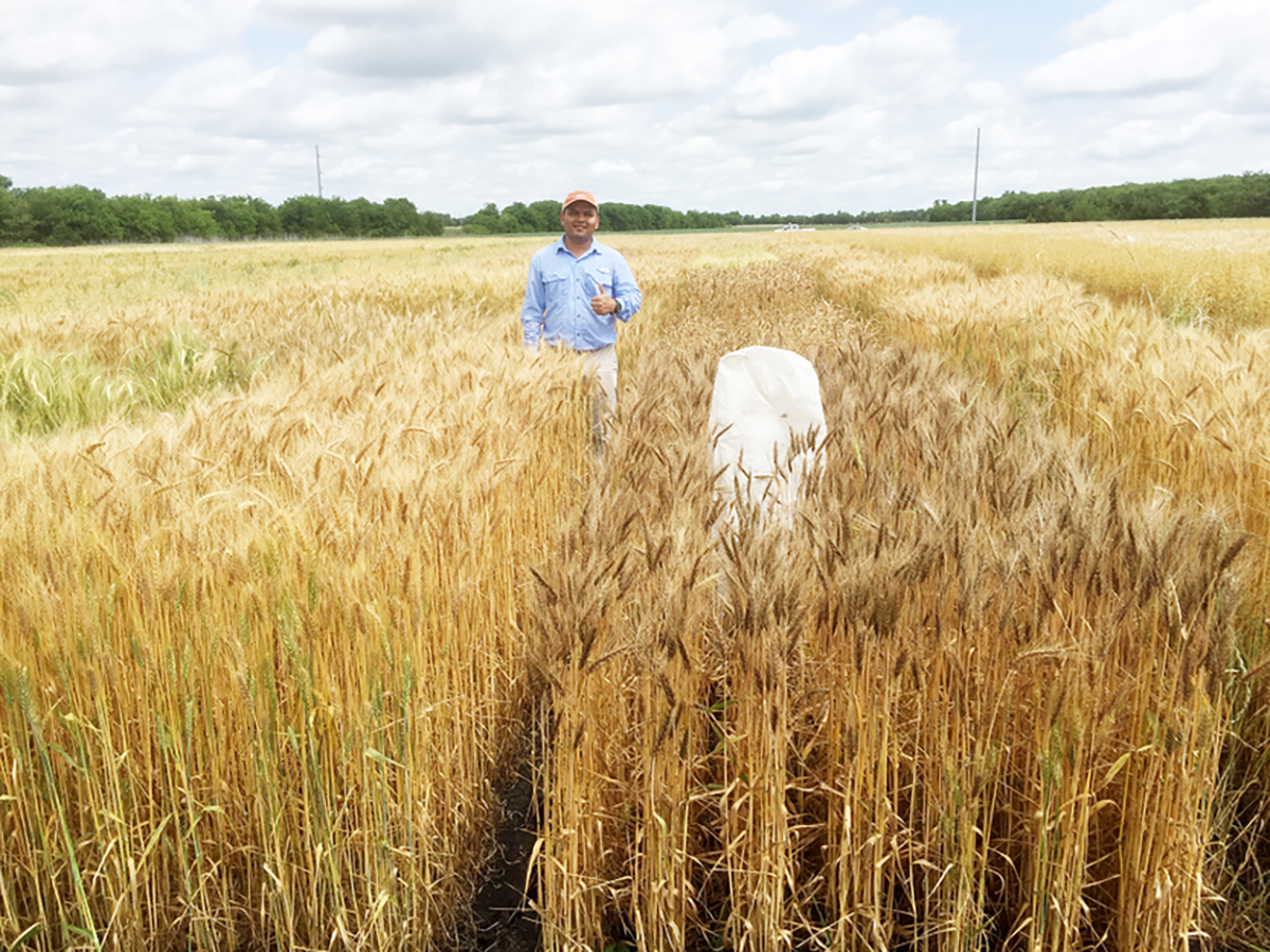 Anil Adhikari, lead author of the article, checking hybrid seed set on field crossing blocks in Greenville, TX. The white cloth bags in the plots are to check selfing rate in female plots.