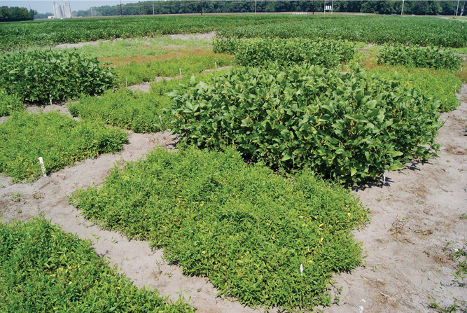 The vine-like architecture of wild soybean (Glycine soja) in the foreground contrasts to the upright architecture of domesticated soybean (Glycine max) in the background.