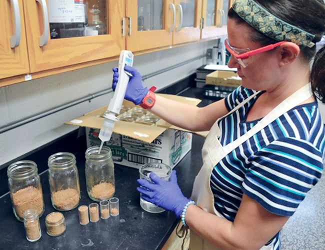 Lab technician, Erin Silva, prepares soils in different mass/volume treatments to test soil biological activity as a soil health indicator. Photo courtesy of Alan Franzluebbers, USDA-ARS