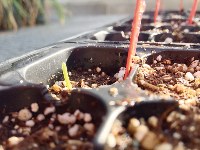 Newly germinated winter wheat line in this study. Photo courtesy of Lynn Veenstra.