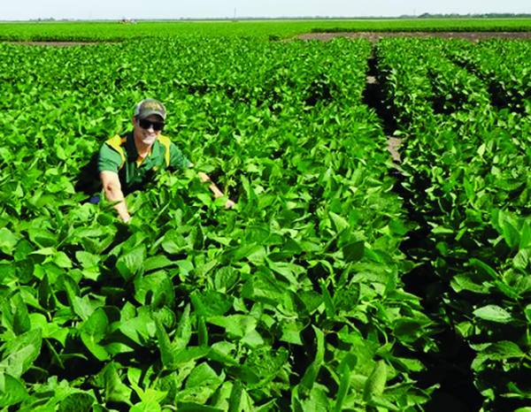 First author Peder Schmitz inspecting a soybean field in North Dakota.