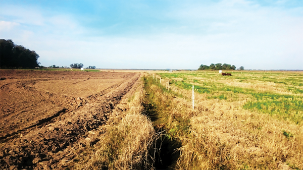 Conventional rice cultivation system (left) under plowing and heavy disking and winter fallow; and integrated crop-livestock system (right) under no-till and cattle grazing in winter in a Brazilian subtropical region.
