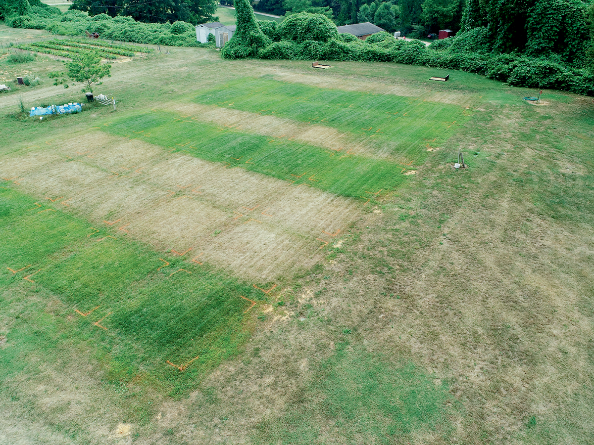 Aerial photo of a research site in Blacksburg, VA in July 2018 showing the effects of no irrigation during summer heat stress and irrigation at 80% evapotranspiration. Plot boundaries marked with orange paint define areas of differing fertility amendments: biosolid based, synthetic fertilizer, or a combination of the two. Photo courtesy of Dr. David McCall.