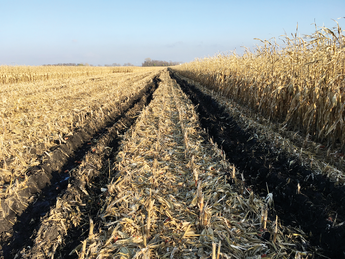 Combine wheel-traffic ruts during corn harvest in Minnesota. Photo by Jodi DeJong-Hughes.