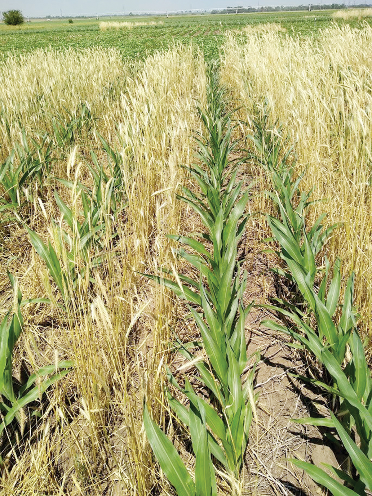 One example of evolving cover crop management is growing corn in cereal rye that was terminated after corn planting (“planting green”). Photo by Katja Koehler-Cole.