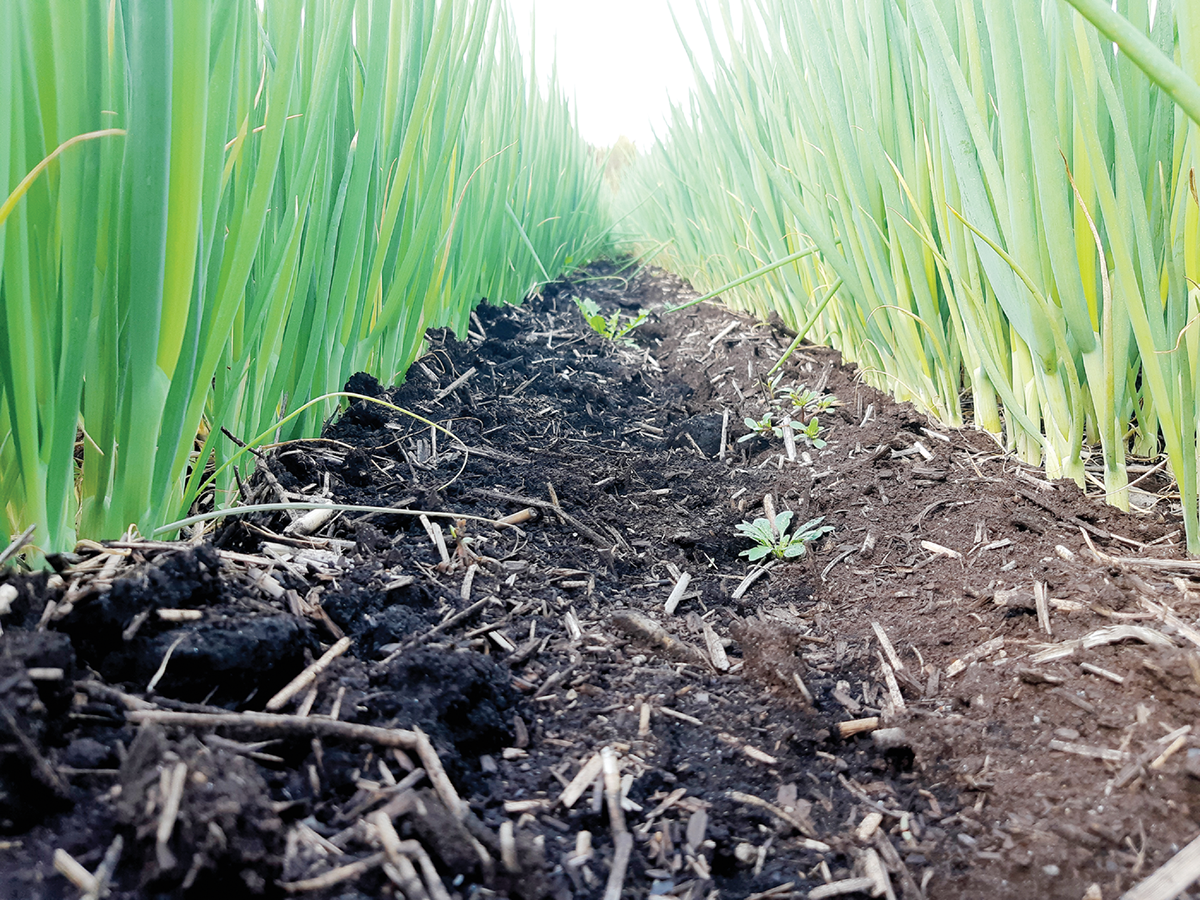 Green onions grown on miscanthus-amended field. Photo courtesy of Jacynthe Dessureault-Rompré.