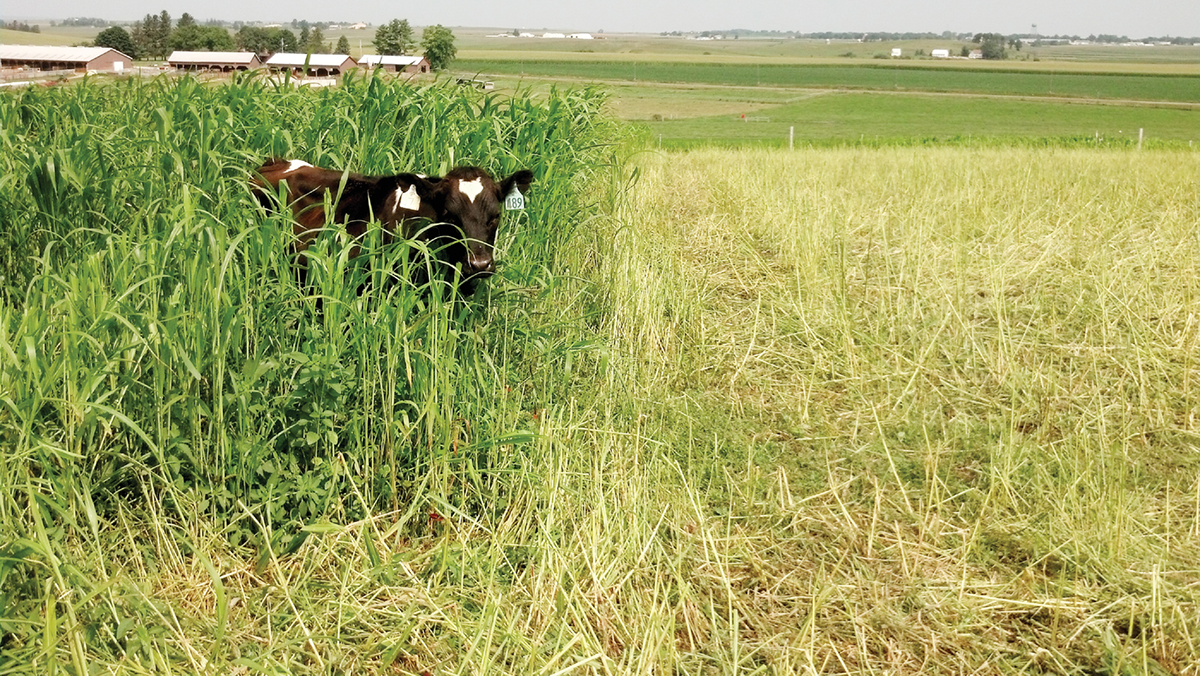 Holstein steers grazing a fresh allocation of corn intercropped with Kura clover after grazing for three days on the prior strip. Photo courtesy of Christine Nieman.