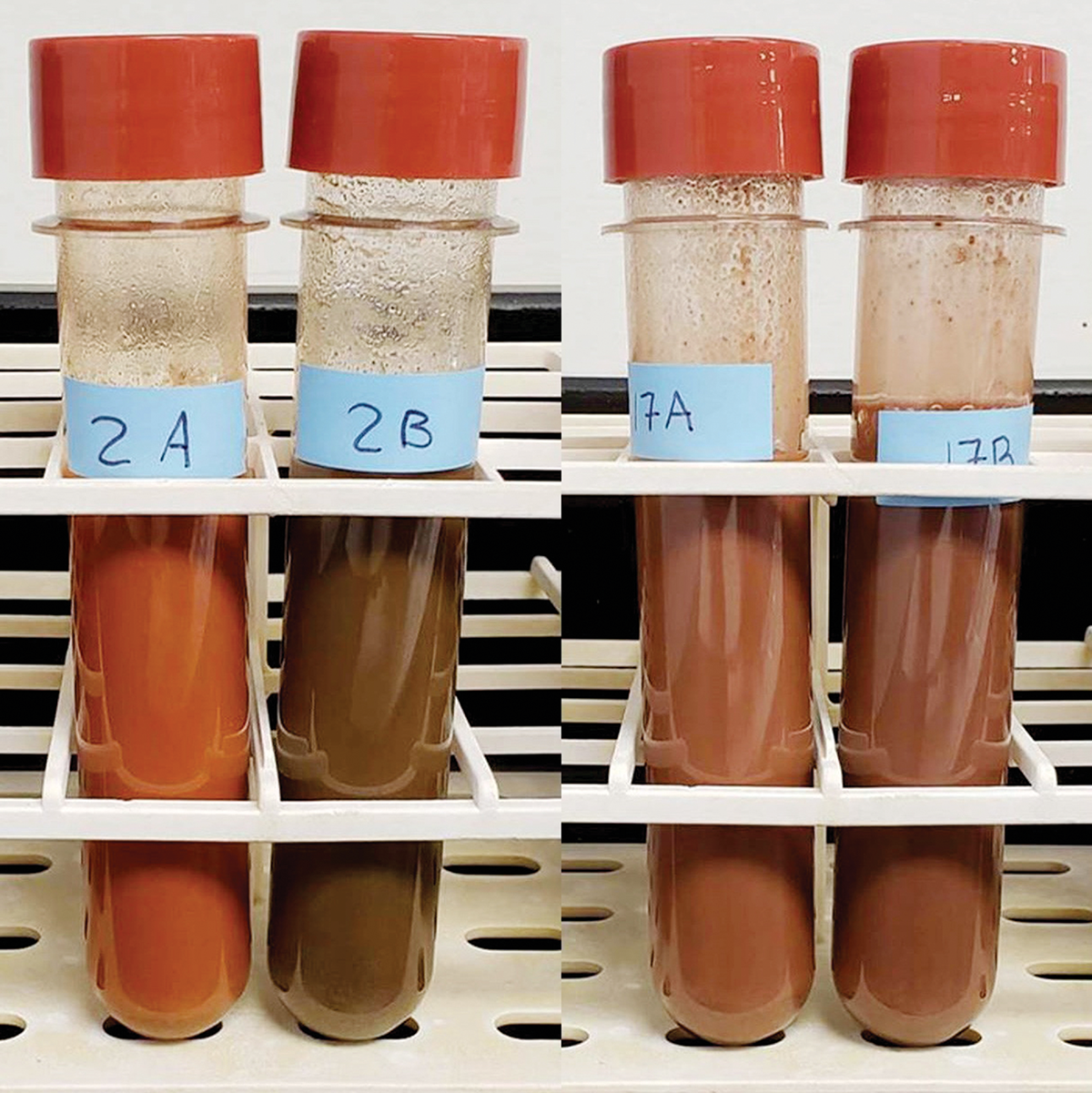 On the left is a typical (non-problematic) sample 2A, which an hour after reagents are added at room temperature, results in a discernible change in color (from 2A to 2B). On the right, however, is an example of a problematic red parent material (PRPM) soil sample 17, which an hour after reagents are added, results in only a slight change in color (between 17A and 17B). Photo courtesy of M.C. Rabenhorst.