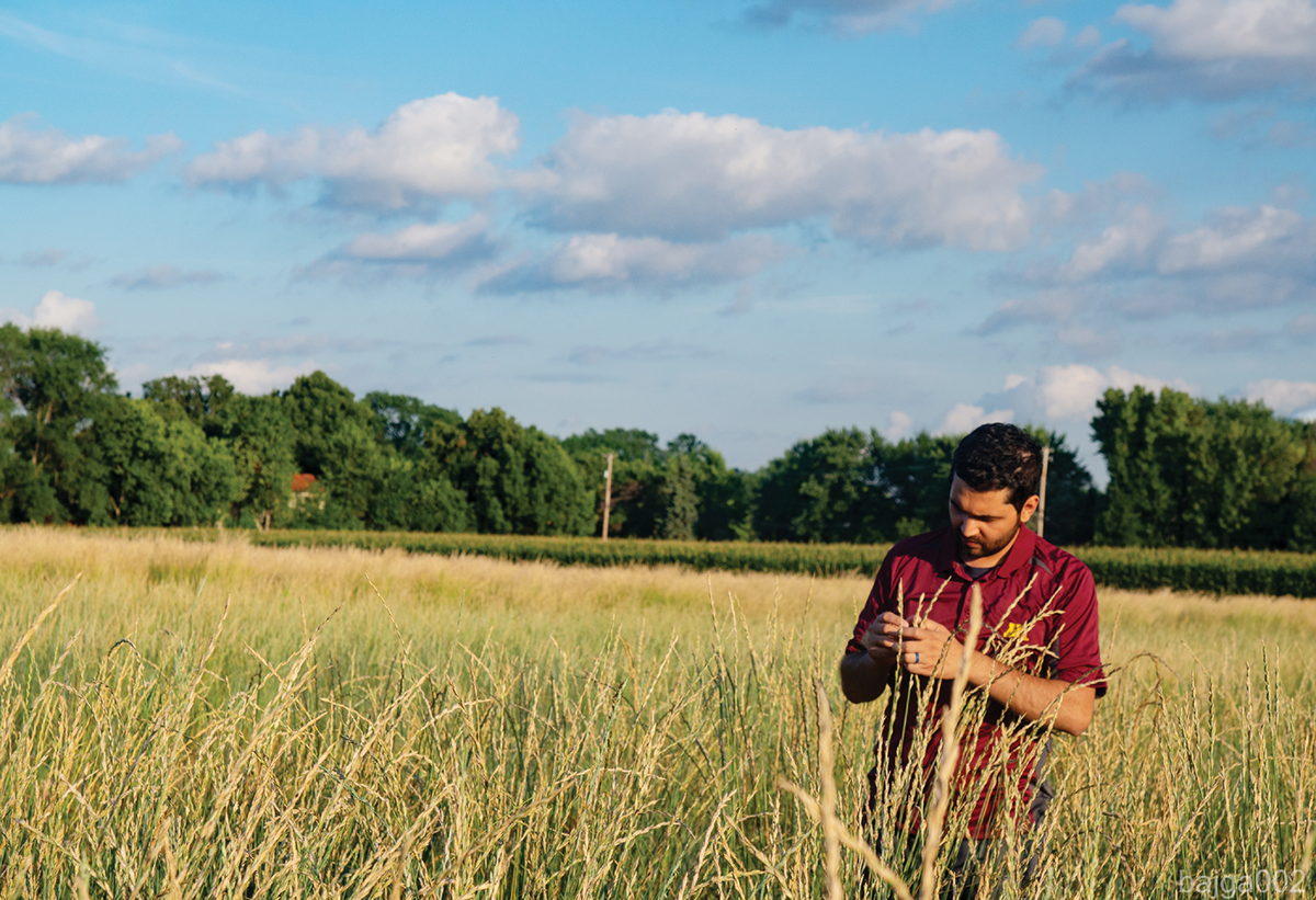 University of Minnesota Kernza researcher Prabin Bajgain evaluating intermediate wheatgrass in a selection nursery at St. Paul, MN before harvest. Photo courtesy of Prabin Bajgain.