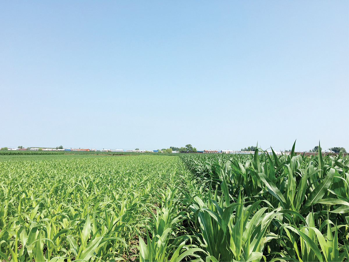 Corn under different fertilization histories at the National Field Observation and Research Station of Hailun Agroecosystems, Northeast Institute of Geography and Agroecology of the Chinese Academy of Sciences. Photo by Lu-Jun Li.
