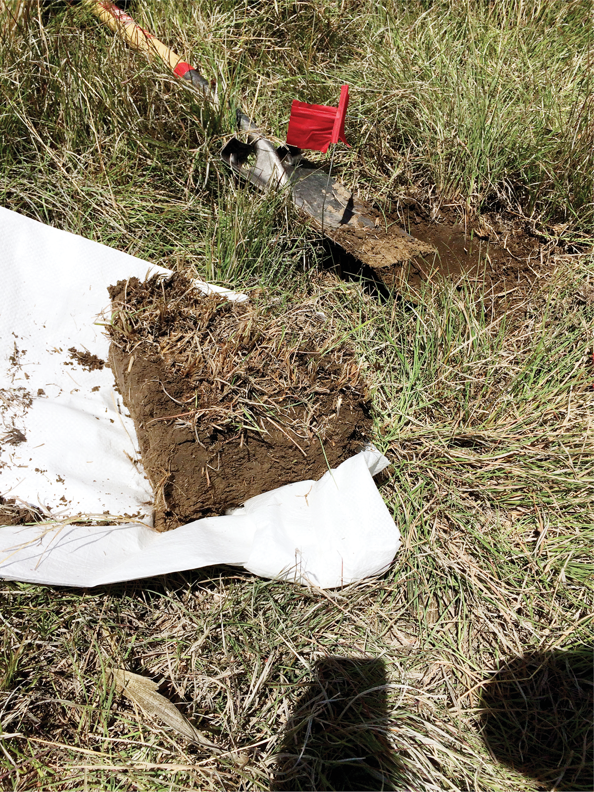 A soil monolith that will be sorted for visible soil organisms that may be important for soil function. Photo by Courtland Kelly.