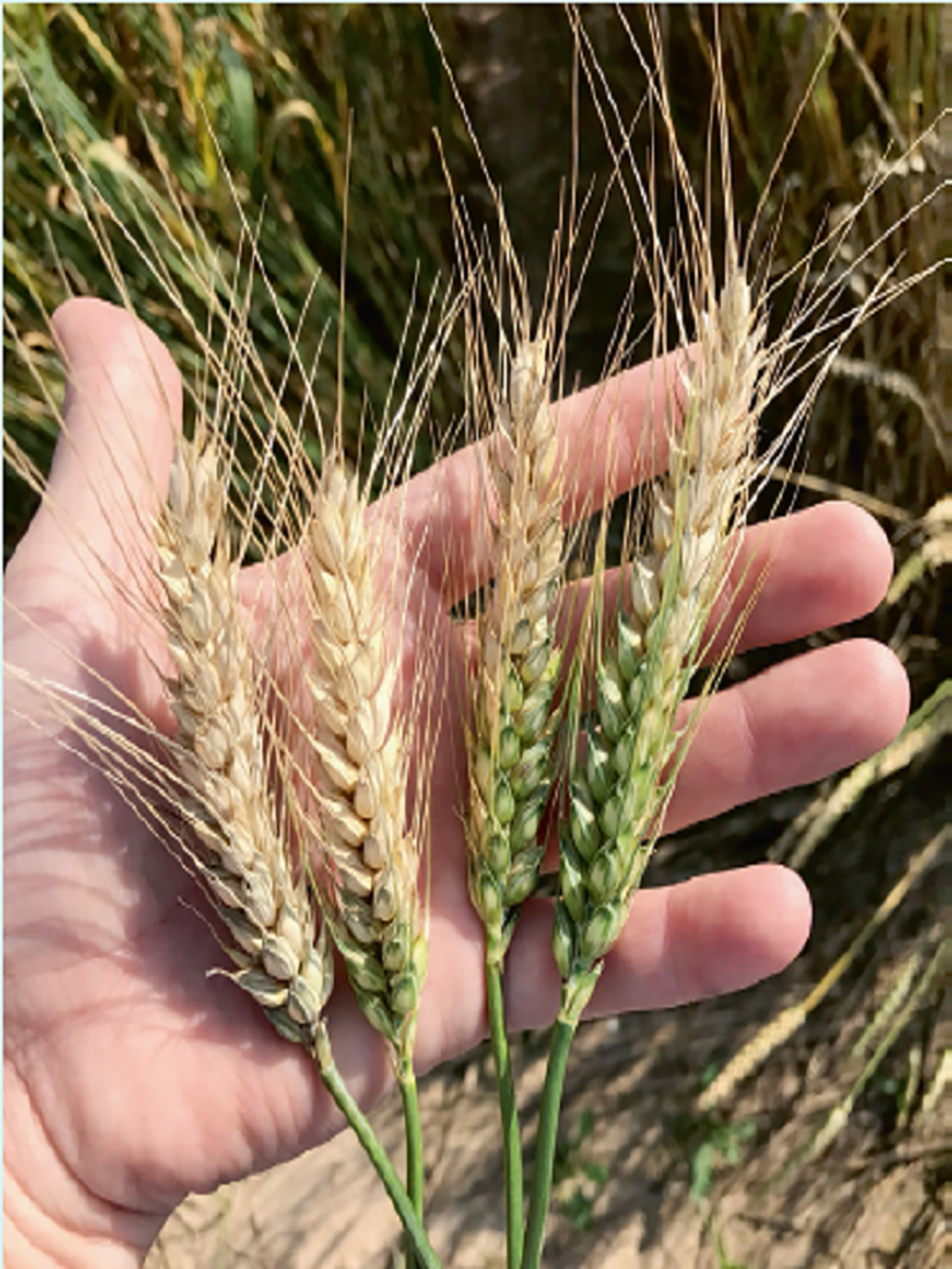 Evaluating four soft red winter wheat heads for Fusarium head blight severity, which represents the percentage of infected spikelets with a bleached appearance, within a wheat head. Photo by Amanda Holder.