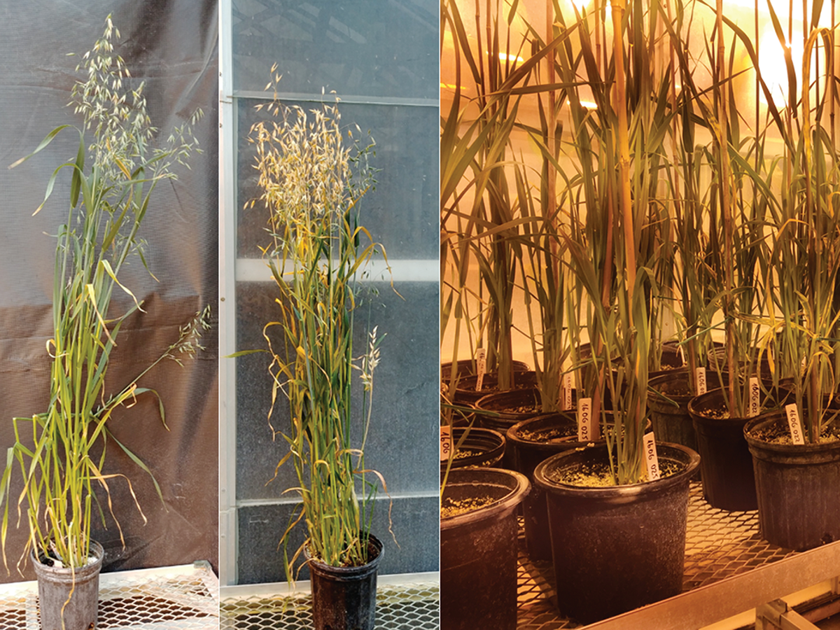 Oat plants growing at a University of Wisconsin–Madison greenhouse under speed-breeding system evaluation. Left: cultivar Antigo at 53 days after planting in the normal (left) and speed-breeding (right) system. Right: night picture of oat plants growing in greenhouse under the speed-breeding system. Photos courtesy of Lucia Gutiérrez.