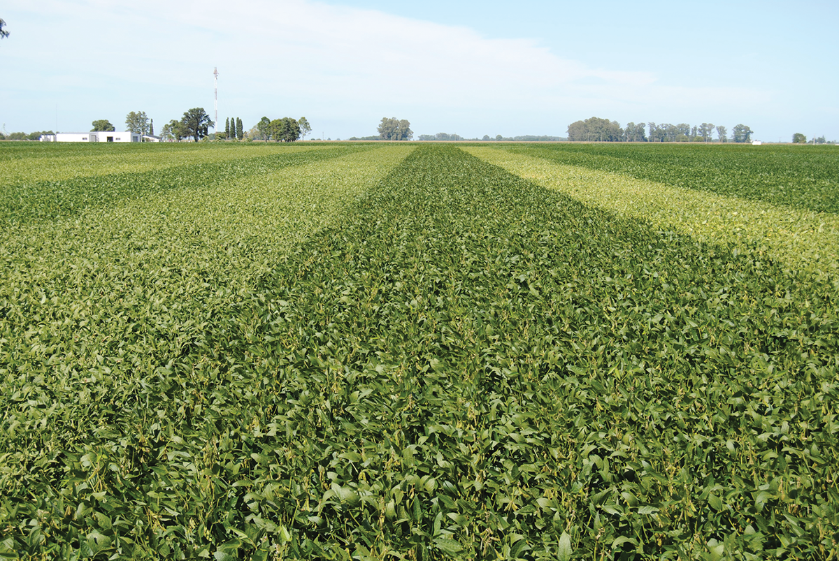 Photo of a soybean trial conducted in central Argentina using common farmer technology. Photo courtesy of Lucas Vitantonio-Mazzini.