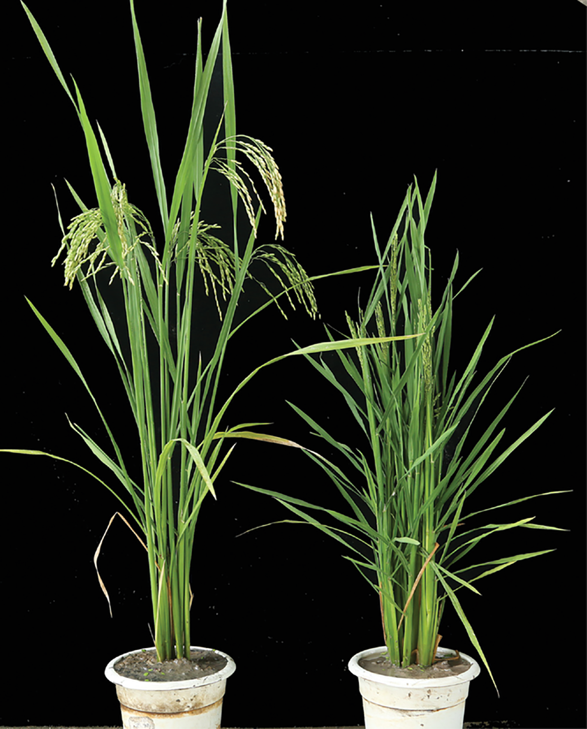 The discovery of the mutant plant s544 provides a new material for the study of the brassinolide pathway and a novel ornament in the balcony scenery of cities. Photo by Sang Xianchun.