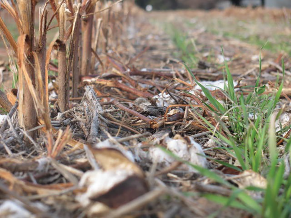 Cover crops emerging in a continuous cotton system.