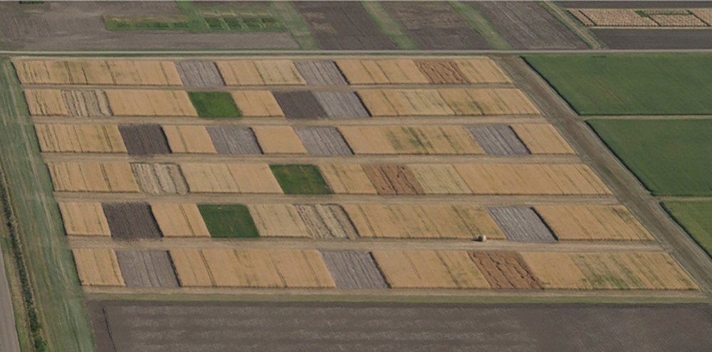 “New Rotation” at Swift Current, SK, Canada, which was initiated in 1987. Photo Credit: Darcy Schott.