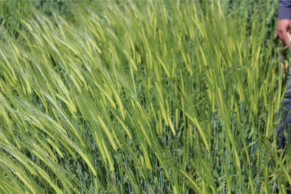 Two-rowed barley line under the Egyptian conditions.